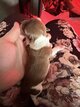 Bébés chihuahuas