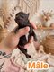 Bébés chihuahuas