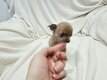 Une petite femelle Chihuahua Magnifique