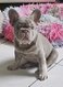 Bouledogue francais