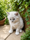 Elevage familiale Chatons Ragdoll