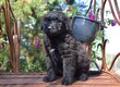 Chiots Bouvier des Flandres par Heidi x Grizzly,...