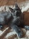 Chatons Maine Coon, maman Grande Championne...