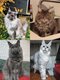 Chatons Maine Coon, maman Grande Championne...
