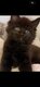 3 Magnifiques Chatons Maine Coon