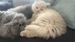 Chatons Ultra mignons British Longhair