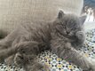 Chatons Ultra mignons British Longhair