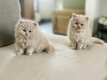 Chatons Ultra mignons British Longhair