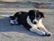 Chiots Border collie