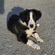 Chiots Border collie
