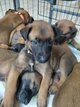 Malinois