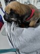 Malinois