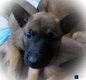 Malinois
