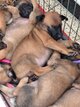 Malinois