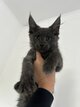 Maine Coon 🐾🐾