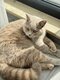 Femelle British Shorthair