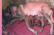 Bébé Berger Belge Malinois
