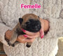 Bébé Berger Belge Malinois