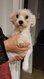 Bichon maltais femelle a replacer