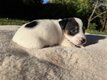5 chiots Jack Russell tricolores (2 femelles, 3...