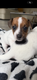 5 chiots Jack Russell tricolores (2 femelles, 3...
