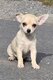 Chiot femelle chihuahua