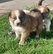Border collie sable, bleu merle et tricolore