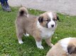 Border collie sable, bleu merle et tricolore