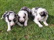 Border collie  bleu merle et noir/blanc