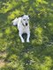 Chien à donner