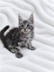 Chatons Maine Coon