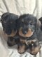 Chiots Teckel Sanglier standard