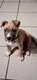 American staffordshire