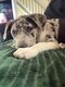 Magnifique chiot bully xl bleu merle