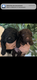 Caniche nain pedigree Kennel club belge