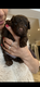 Caniche nain pedigree Kennel club belge