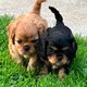 Chiots cavaliers king charles à  vendre