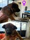 Berger Belge Malinois
