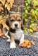 Adorables chiots beagle