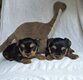 Magnifiques chiots Yorkshire