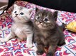Deux petites femelles Maine Coon