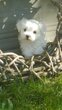 Mini bichon maltais