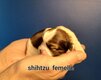 Chiots shitzu