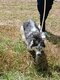 Husky femelle à donner