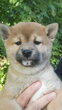 Shiba inu
