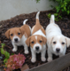 Chiots Jack Russell