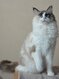 Amanda, seal smoke tortie point bicolor femelle