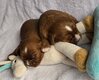 Adorables chiots Cavalier King Charles