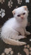 🐾 Magnifiques chatons Scottish Fold et...