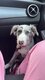 Blue, femelle Border Collie 5 mois